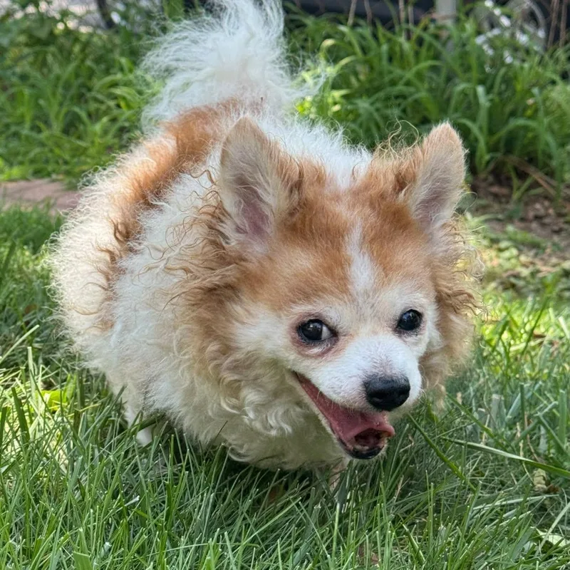 A senior small-sized female Chihuahua dog named Hayleigh for adoption in Rockville, MD