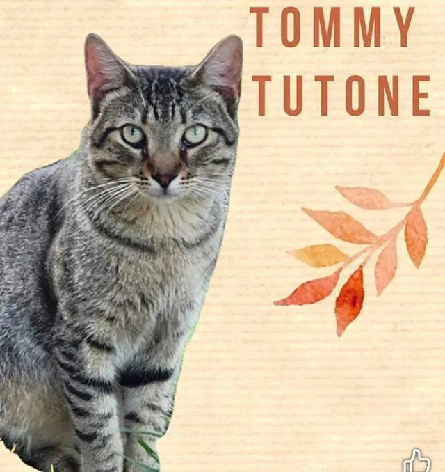 Tommy Tutone thumbnail 2