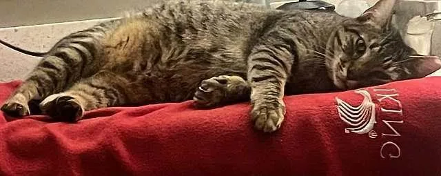 Tommy Tutone thumbnail 3