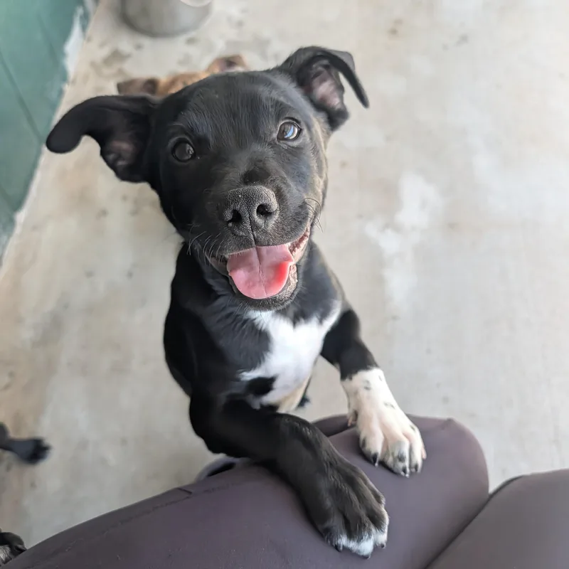 A baby medium-sized male Black Labrador Retriever dog named Samson for adoption in Bella Vista, AR
