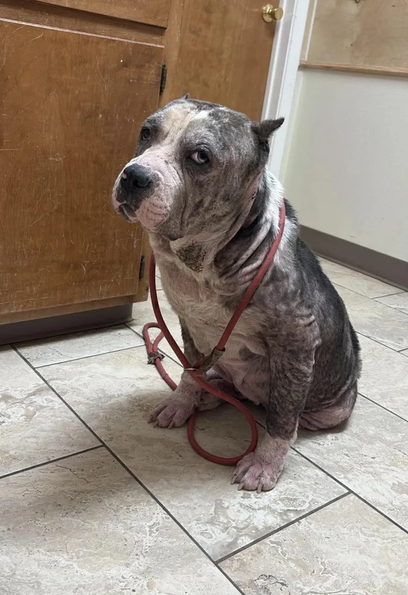 An adult large-sized male Pit Bull Terrier dog named Deacon 🩵 for adoption in Minneapolis, MN