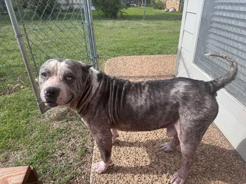 Deacon 🩵 thumbnail 2