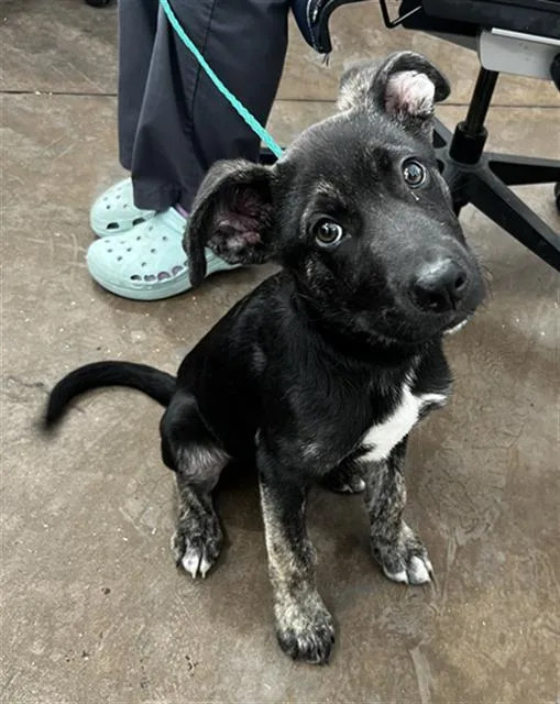A baby large-sized male Mixed Breed dog named Onyx for adoption in Dallas, TX