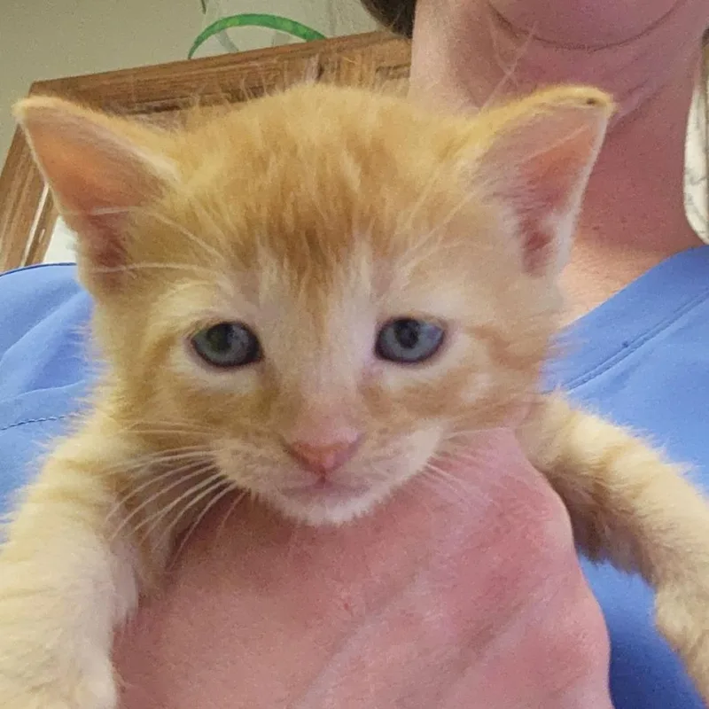 A baby small-sized male Orange / Red Domestic Short Hair cat named Bodhi U for adoption in Tupelo, MS