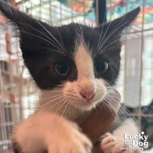 A baby medium-sized male Black & White / Tuxedo Domestic Short Hair cat named Tazzie for adoption in Washington, DC