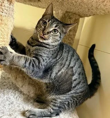 Priscilla thumbnail 2