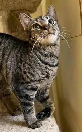 Priscilla thumbnail 3