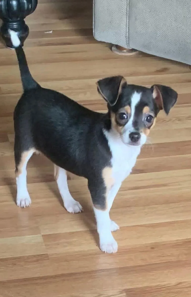 Dash Alot thumbnail 2