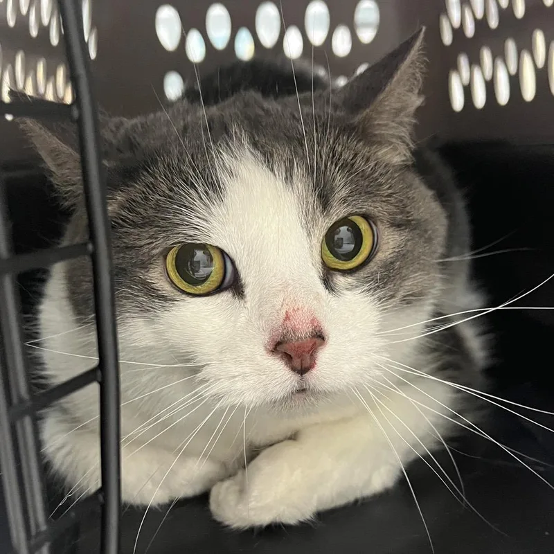 A senior medium-sized female Gray / Blue / Silver Domestic Short Hair cat named Litty for adoption in Murray, UT