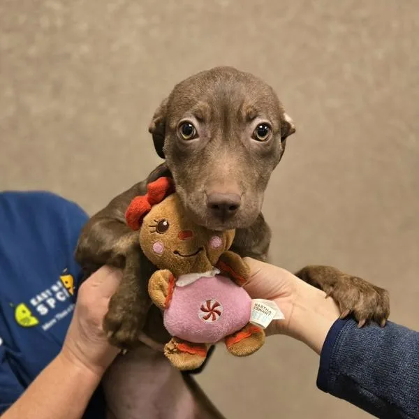 A baby medium-sized female Terrier dog named Gem for adoption in Oakland, CA