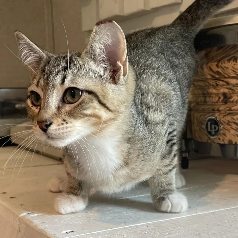 A baby small-sized male Gray & White Domestic Short Hair cat named Wampus for adoption in Panama City Beach, FL