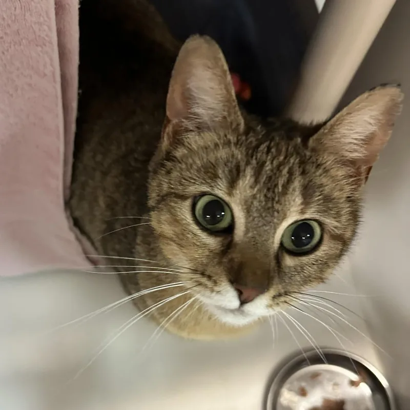 An adult large-sized female Brown / Chocolate Domestic Short Hair cat named Cherry for adoption in Tacoma, WA