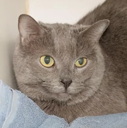 An adult medium-sized female Domestic Short Hair cat named Ratichia for adoption in West Chester, PA