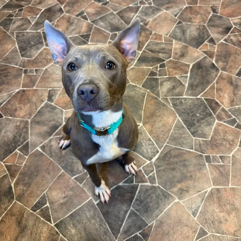 A young medium-sized female Gray / Blue / Silver Pit Bull Terrier dog named Bao for adoption in Sterling Heights, MI