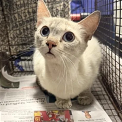 A young medium-sized female Domestic Short Hair cat named Eve for adoption in Chatsworth, CA