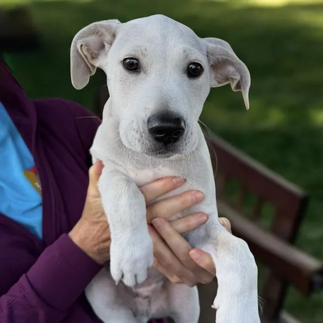 A baby medium-sized male Border Collie dog named Monet Pup  Gustav for adoption in San Diego, CA