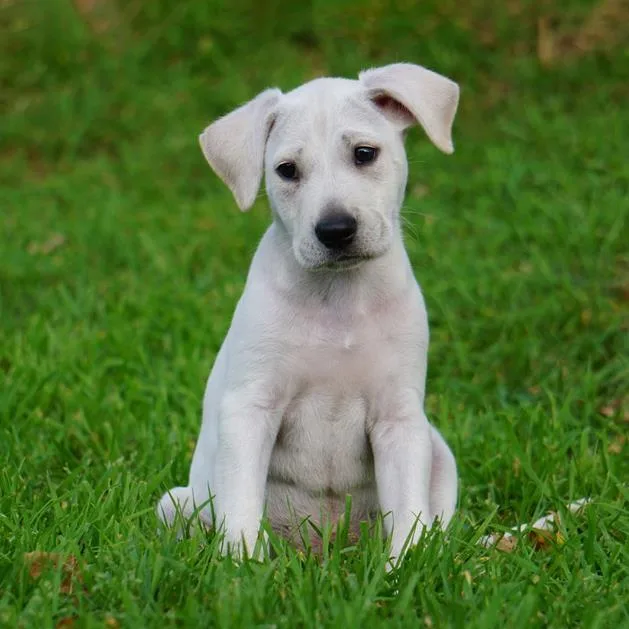 Monet Pup  Gustav thumbnail 2