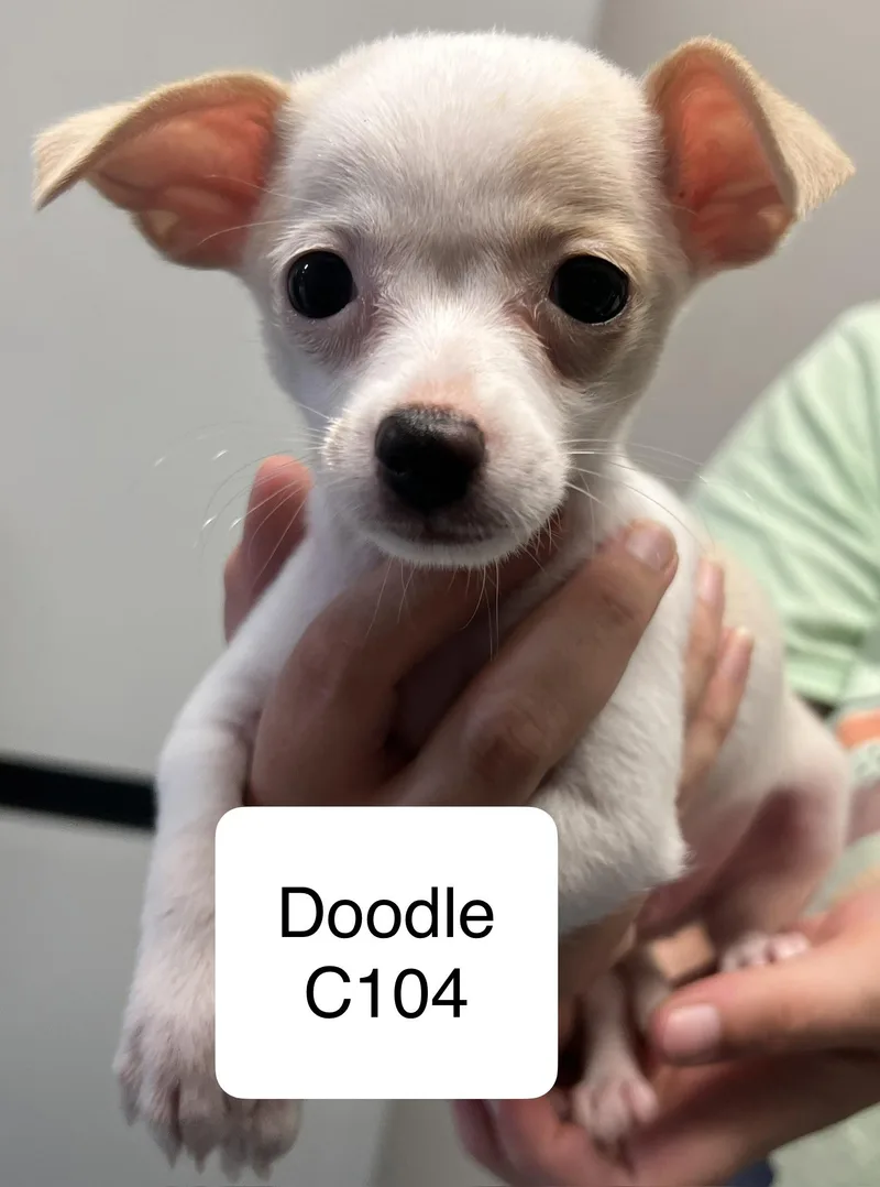 A young small-sized male White / Cream Chihuahua dog named Doodle C for adoption in Morganton, NC