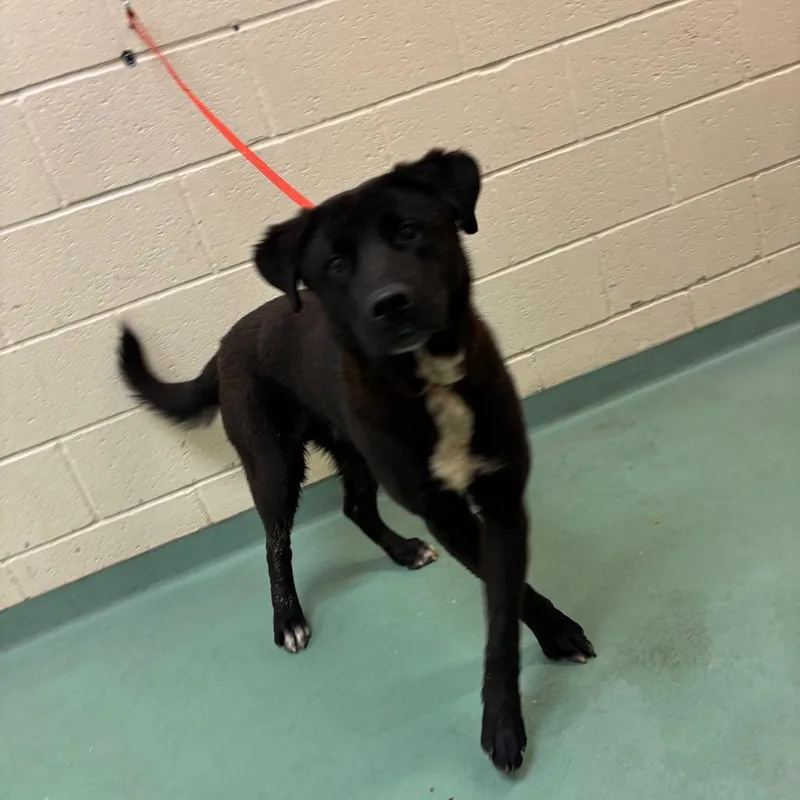 An adult large-sized male Black Mixed Breed dog named Kenzo for adoption in Memphis, TN