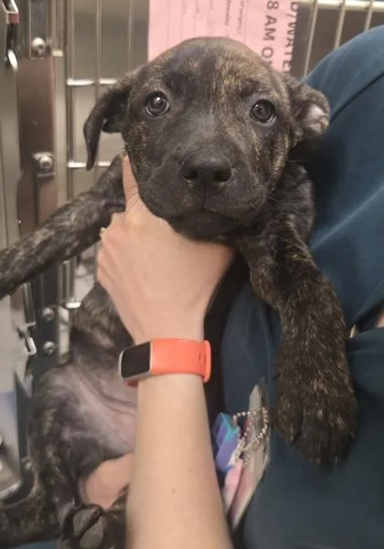 A baby small-sized female Pit Bull Terrier dog named Robyn for adoption in Westland, MI