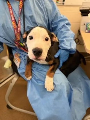 Schnitzel thumbnail 2