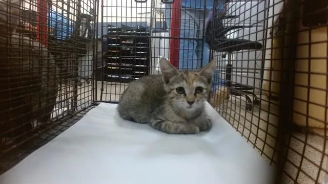 A baby small-sized female Domestic Short Hair cat named Michelle for adoption in Miami, FL