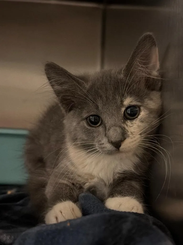 A baby small-sized female Domestic Short Hair cat named Rodeo Clown for adoption in Ocala, FL