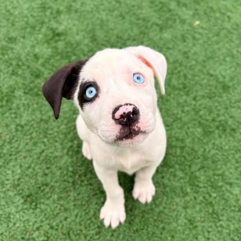 A baby small-sized female White / Cream Australian Cattle Dog / Blue Heeler dog named Bingo for adoption in Brockton, MA
