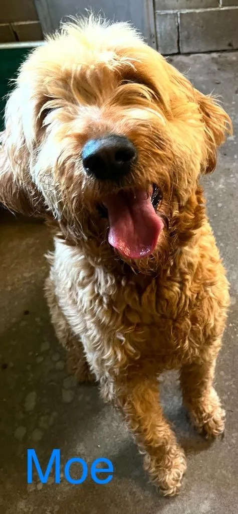 An adult large-sized male Mixed Breed dog named Moe for adoption in Princeton, IN