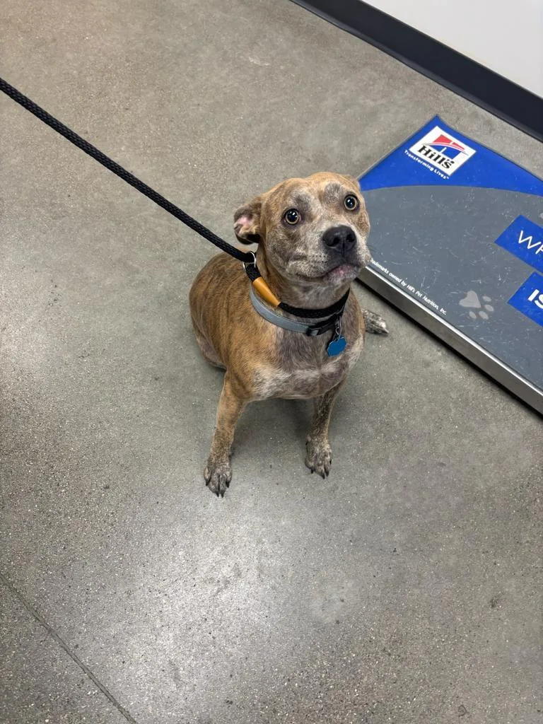 A young medium-sized male Pit Bull Terrier dog named Rex for adoption in Greenfield, IN