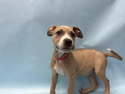 A baby large-sized female Pit Bull Terrier dog named Stymie for adoption in Coon Rapids, MN