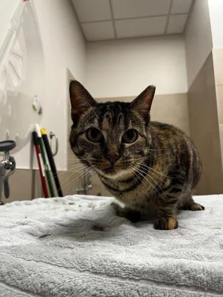 An adult medium-sized female Domestic Short Hair cat named Brook for adoption in Stratham, NH