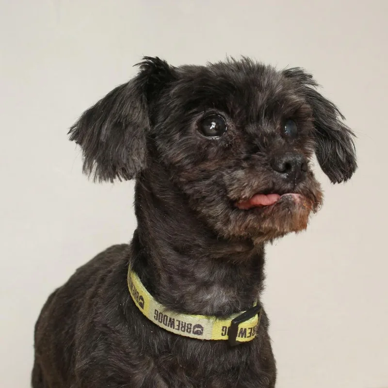 Riggy Moe D thumbnail 2