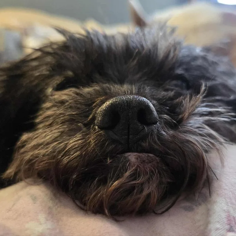 Riggy Moe D thumbnail 4