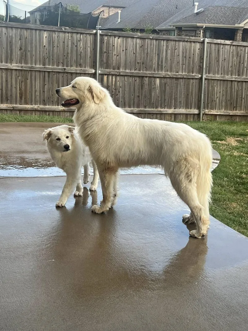 An adult large-sized male Great Pyrenees dog named Rooster for adoption in Garland, TX