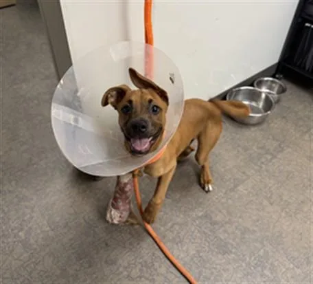 A baby small-sized male Boxer dog named Ringo for adoption in Ontario, CA