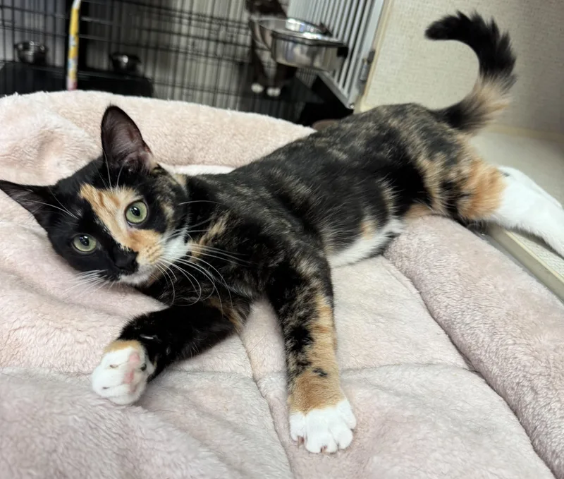 A baby medium-sized female Calico Domestic Short Hair cat named Donna for adoption in Hamilton, NJ