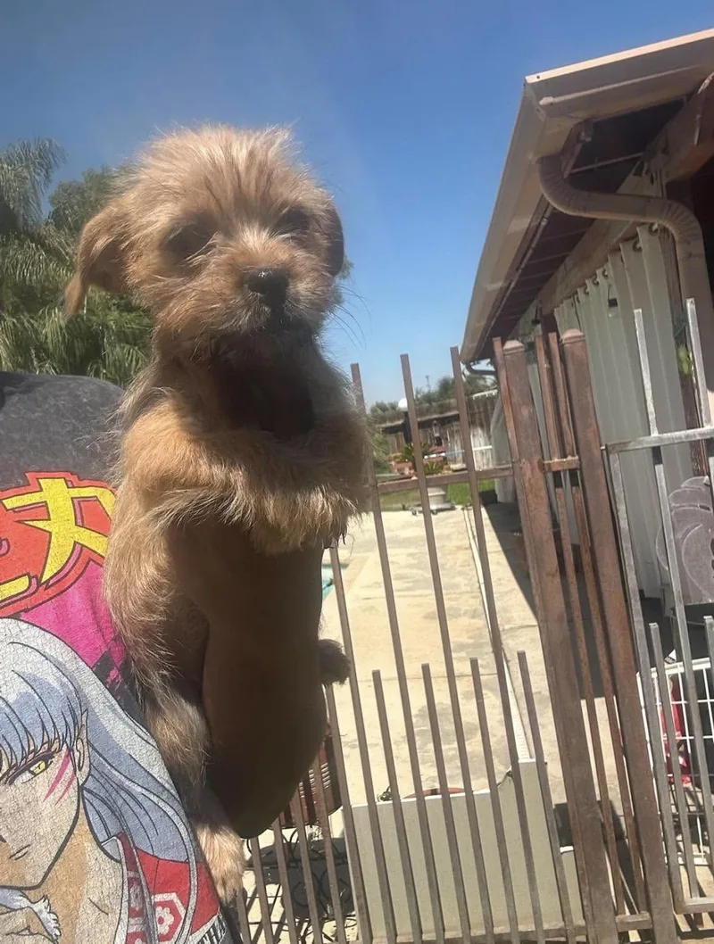 A baby small-sized male Yorkshire Terrier dog named Yorkie Mix Puppies for adoption in Citrus Heights, CA