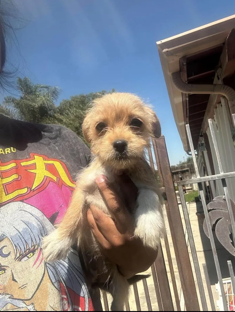 Yorkie Mix Puppies thumbnail 2