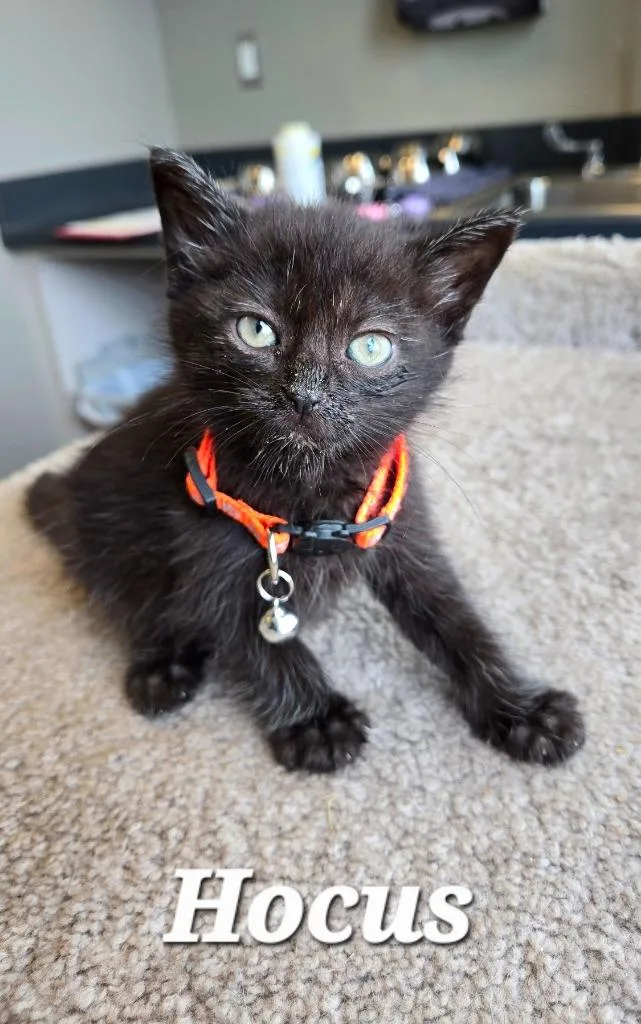A baby small-sized male Domestic Short Hair cat named Hocus for adoption in Sidney, OH