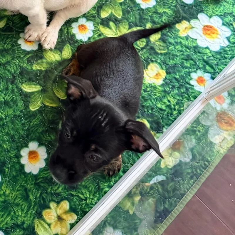 A baby small-sized female Black Chihuahua dog named Truffle for adoption in Saint John, IN