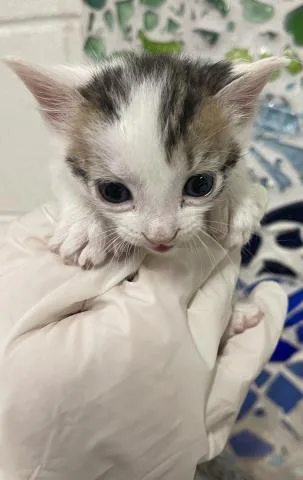 A baby small-sized male Domestic Short Hair cat named Craig for adoption in Pensacola, FL