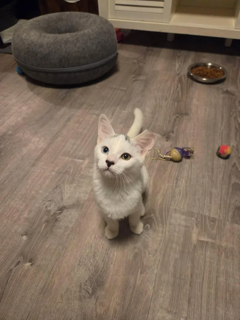A baby medium-sized female White Domestic Short Hair cat named Wendingo for adoption in Overland Park, KS