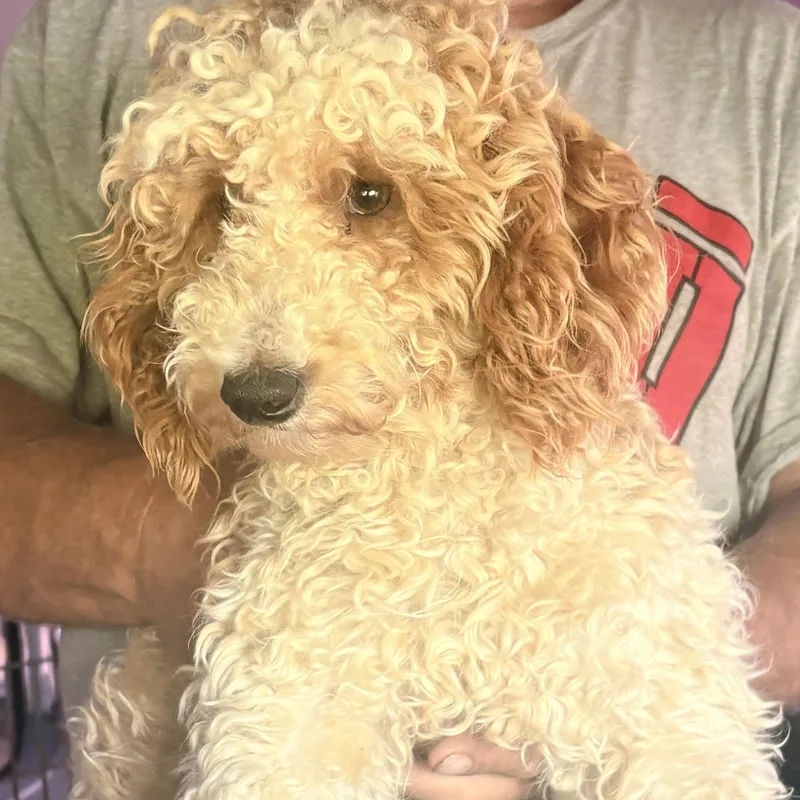 An adult small-sized male Poodle dog named Tuffy for adoption in Oak Bluffs, MA
