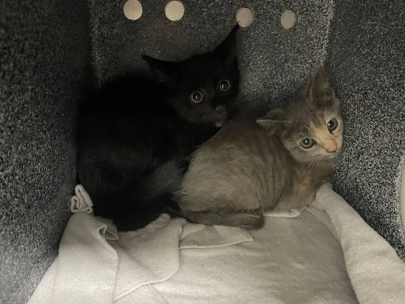 A baby small-sized male Domestic Short Hair cat named Gibson for adoption in Knoxville, TN
