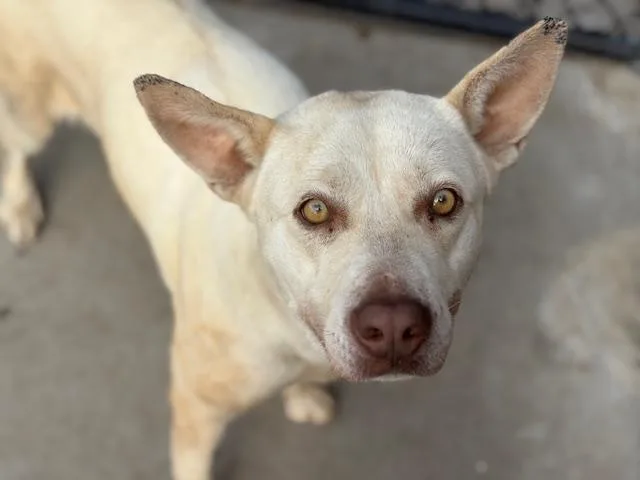 A young large-sized female Labrador Retriever dog named Panera for adoption in Tulsa, OK