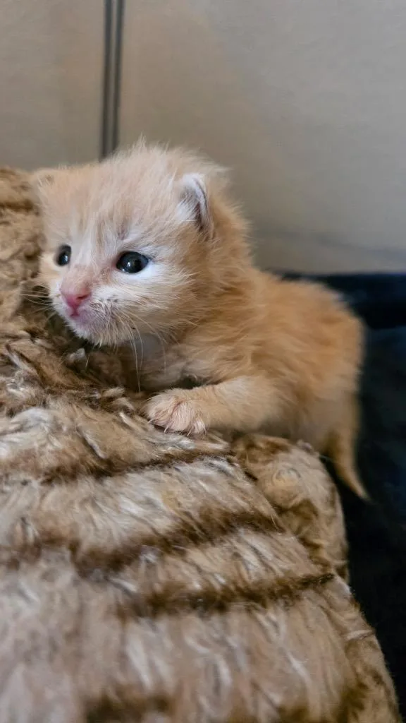 A baby small-sized male Domestic Long Hair cat named Teddy for adoption in Lewisville, TX