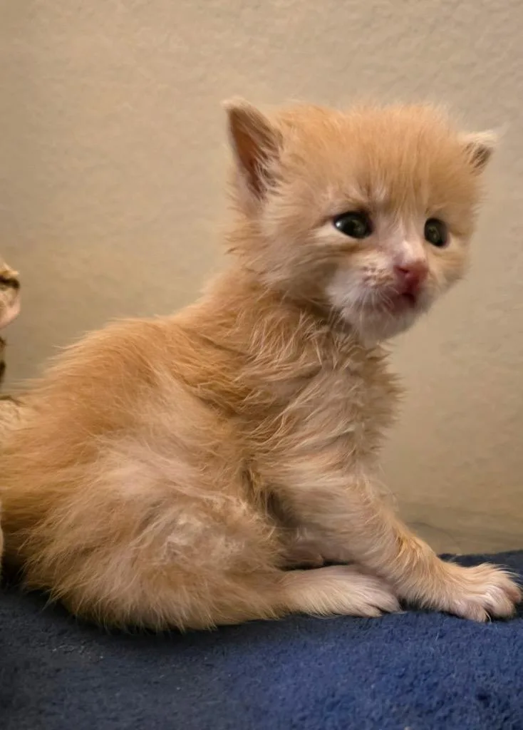 Teddy thumbnail 6