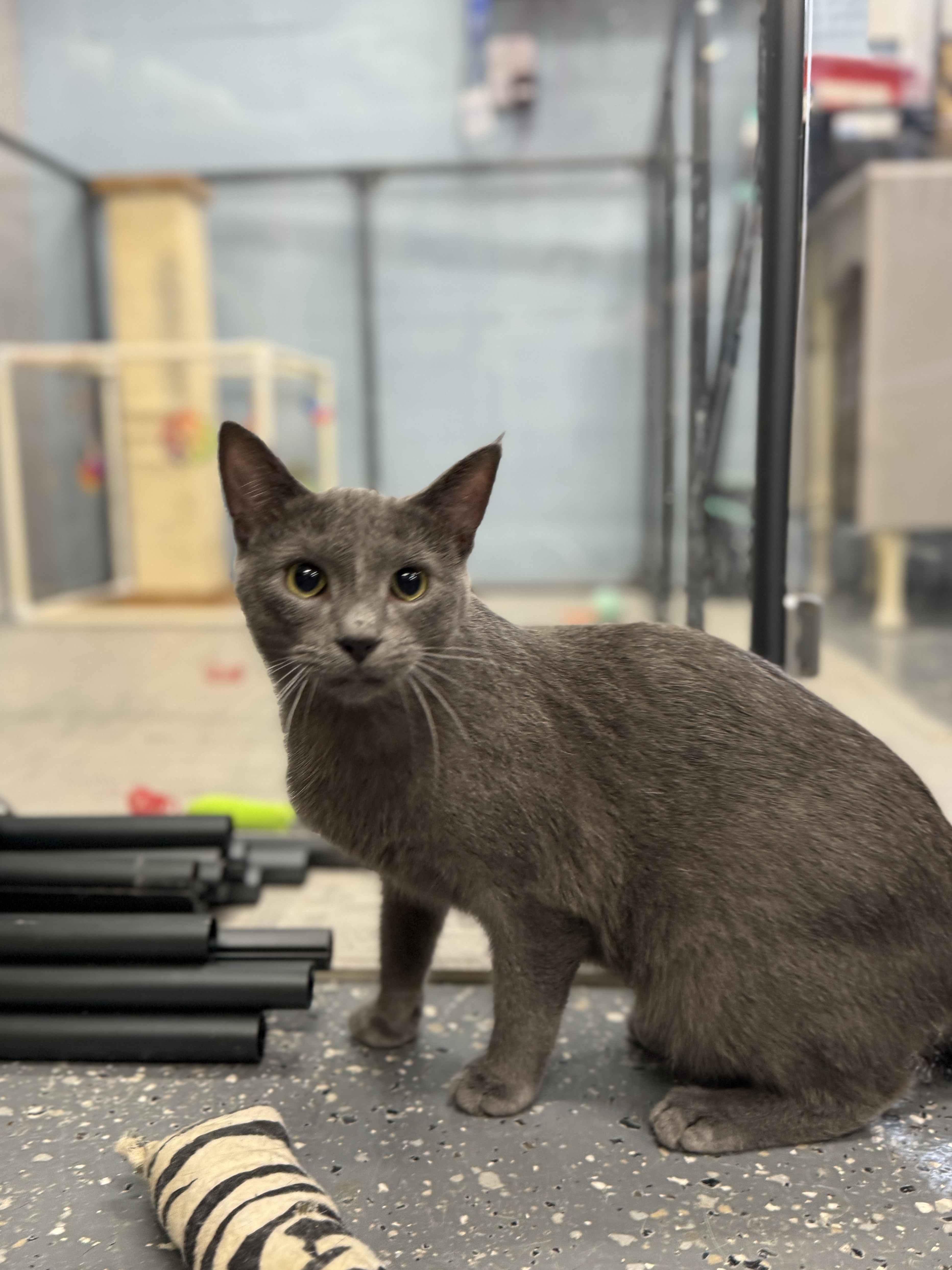 An adult medium-sized male Domestic Short Hair cat named Spyder for adoption in Wayland, MI
