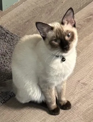 Brutusportofino Petsmart